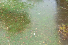 Other Garden next to Crown Farm field 2019-11-14