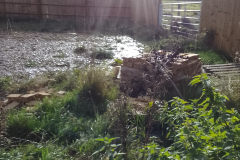 Other - behind/below Foresters Court 2023-10-29