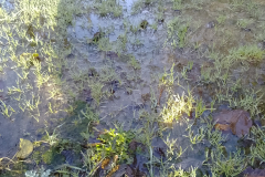 Other Garden backing onto Crown Farm field - proposed site 8/12/2023