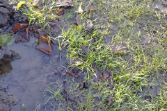 Other Garden backing onto Crown Farm field - proposed site 8/12/2023