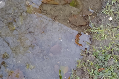 Other Garden backing onto Crown Farm field - proposed site 8/12/2023