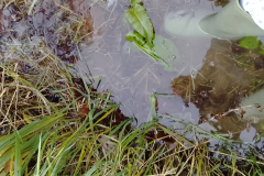 Other Crown Farm field site 9 December