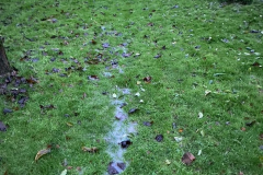 London Lane Garden backing onto Obsidian Field 2023-12-07