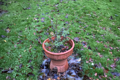 London Lane Garden backing onto Obsidian Field 2023-12-07